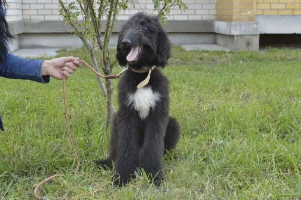 Молодой кобель афганской борзой в Чите фото 19