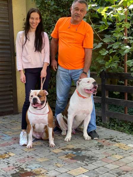 Продам щенка щенков Американского Бульдога FCI в фото 6