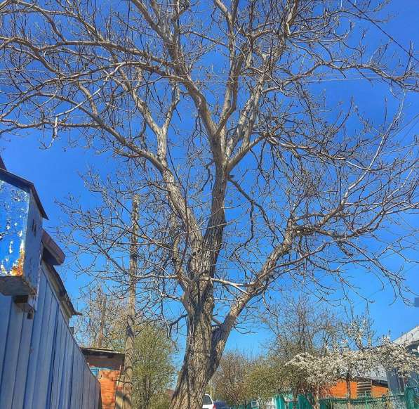 Спил деревьев любой сложности в Пензе фото 7