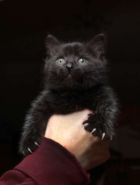 Котенок в добрые руки. Черная малютка в Калуге фото 5