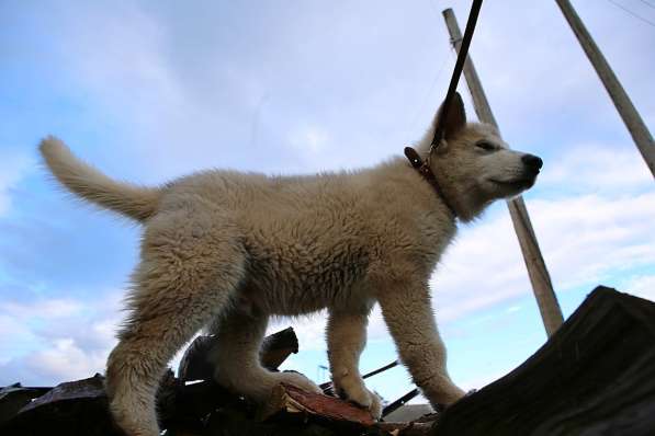 Пушистый щенок -маламут в Новосибирске фото 3