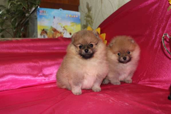 Померанского шпица Щенки в фото 8