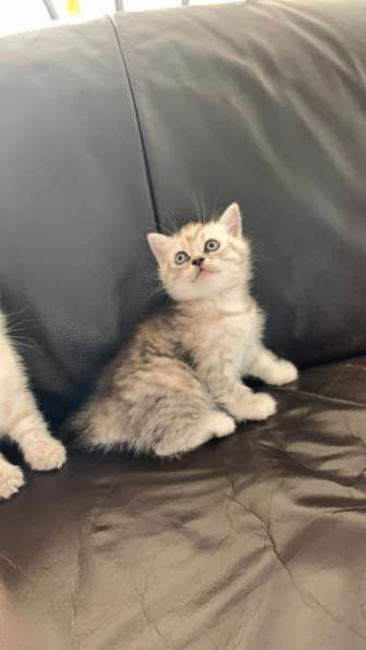 Британские котята в фото 7