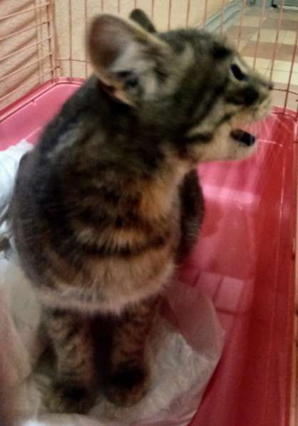 Сос! Кошечку выкинули на улицу в Москве фото 20