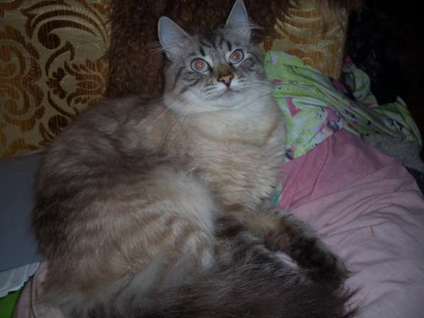 Невский маскарадный кот в Севастополе фото 5