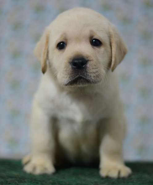 Щенки лабрадора ретривера в фото 23