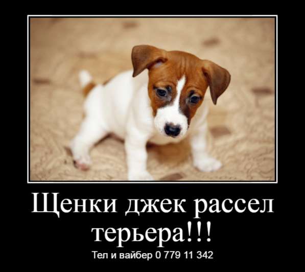 Щенки джек рассел терьера! в фото 16