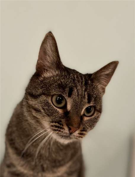 Киска Ириска ищет семью в Москве фото 12