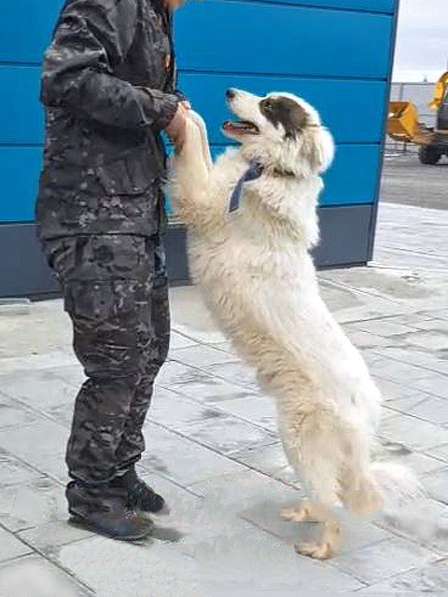 Белый медведь Самсон,изумительный домашний пес в добрые руки в Санкт-Петербурге фото 6