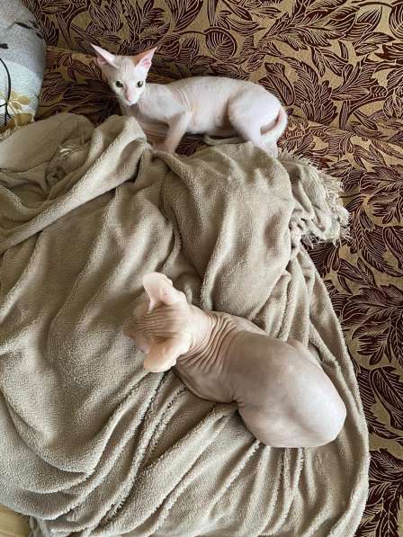 Котёнок донской сфинкс. браш, белый в Прокопьевске фото 6