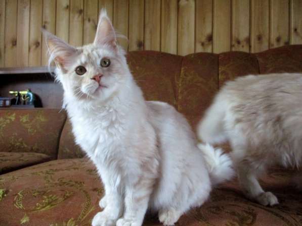 Мейн-кун котята от Гранд Интер Чемпиона в Зеленограде