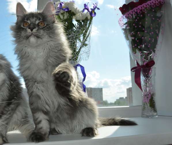 Свободны шикарные котята мэйн-куны редких окрасов в Москве фото 4