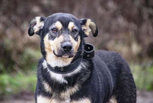 Кузька в Ногинске фото 26