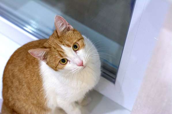 Солнечный Ральф, домашний котик-подросток ищет дом в Москве фото 4
