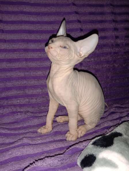 Котята Канадского сфинкса в фото 4