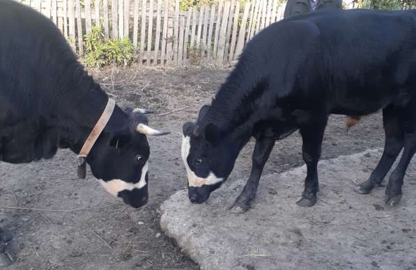 Продается корова тельная (5 месяцев), и бычки в Туапсе фото 4