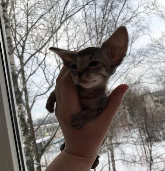 Элитный Девон-Рекс. Кудрявый лесной в Санкт-Петербурге фото 45