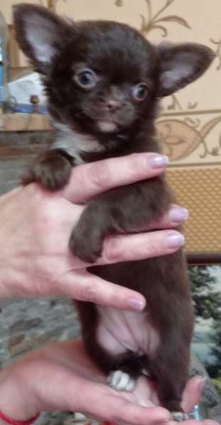Chihuahua mini. Chocolate girl в 