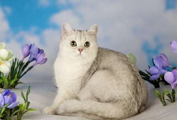 Котята британской короткошерстной породы драгоценных окрасов в Новосибирске фото 4