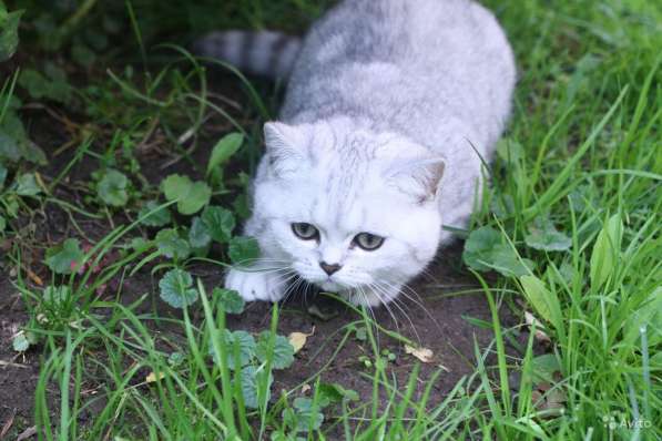 Шикарный серебритсый котик в Москве фото 6