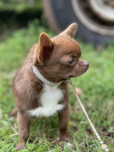 Chihuahua puppy в фото 5