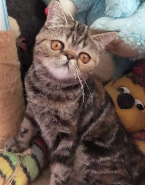 Котенок экзот девочка в Челябинске фото 10