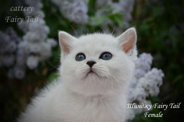 Британские серебристые котята в Омске фото 6