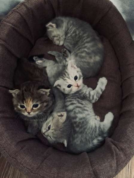 Вислоухие и прямоухие малыши котята в Люберцы фото 3