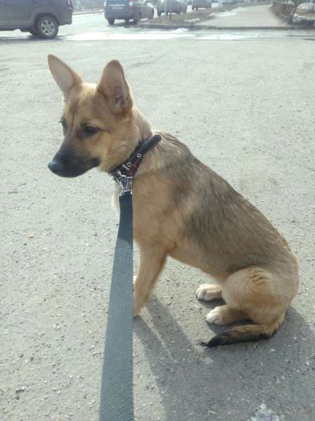 Ника, семейная собака ищет дом в Бронницах фото 11