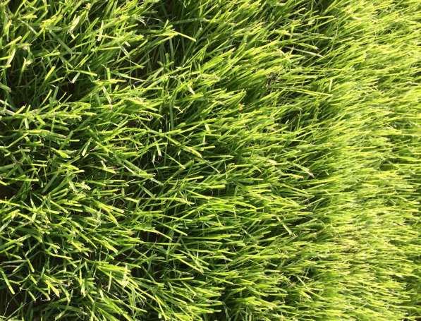 Семена многолетних газонных трав,трав для сенокоса, пастбища в Ростове-на-Дону фото 10
