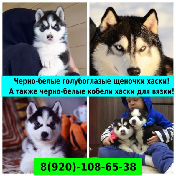 Щеночки хасятки