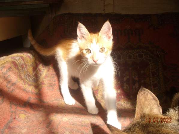 Котята в Севастополе фото 10