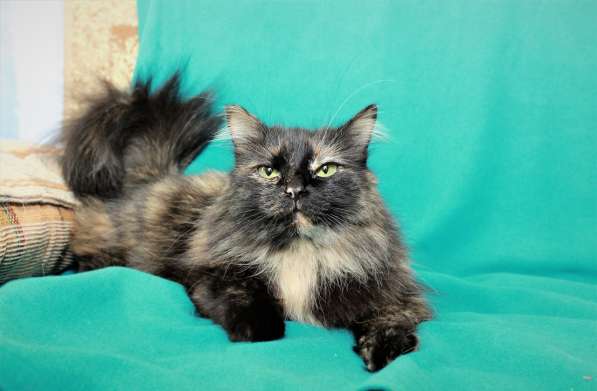 Эсми – космическая красота. Молодая кошечка в дар в Калуге фото 11