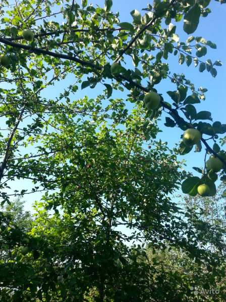 Яблоки и груши в Ижевске