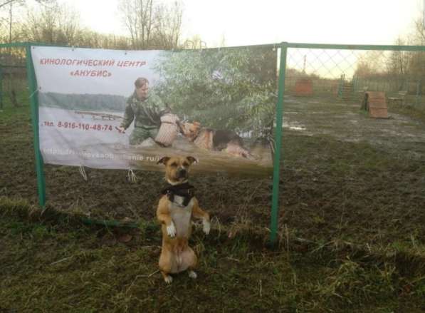 Дрессировка собак в Москве фото 3