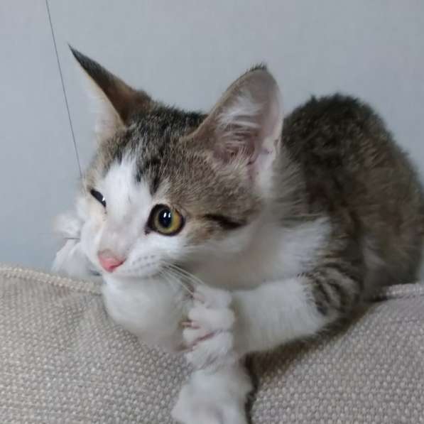 Вертушка, котенок 4 мес в добрые руки в Москве фото 6