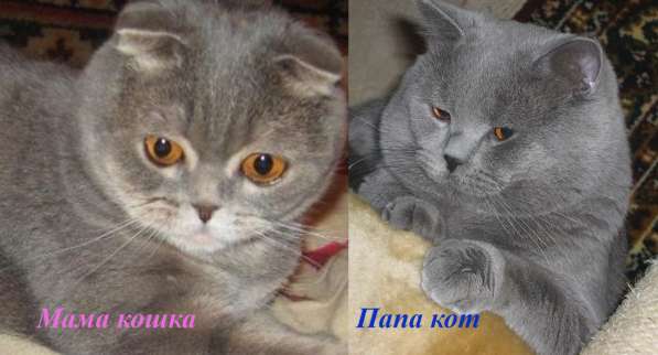 Породистые котята в Волгограде фото 6