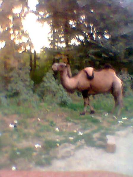 Грузоперевозки. (до двух тонн)