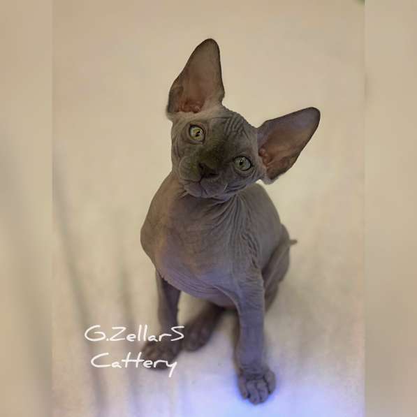 Sphynx Blue Prince в Москве фото 7
