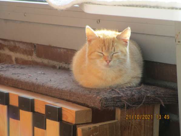 2 рыжих котенка ищут себе великодушных хозяев в Санкт-Петербурге фото 5