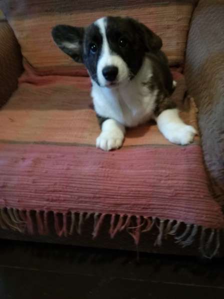 Щенки вельш корги кардиган в Москве фото 20