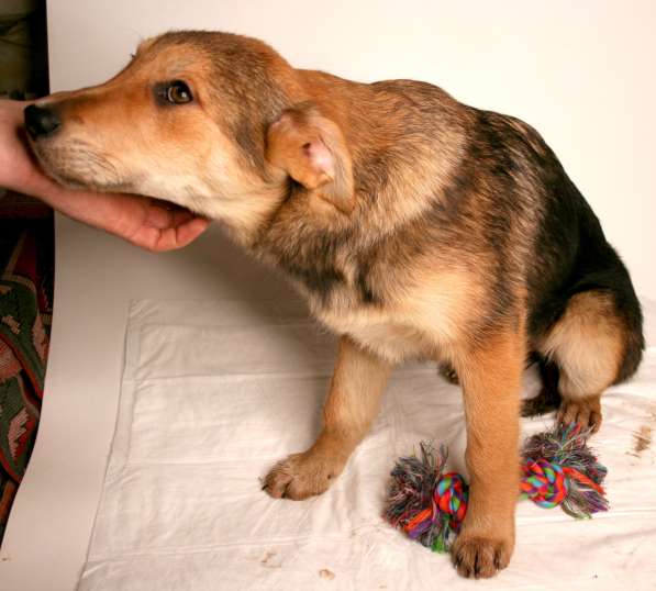 Малыши ищут семью: собачки в дар в Химках фото 8