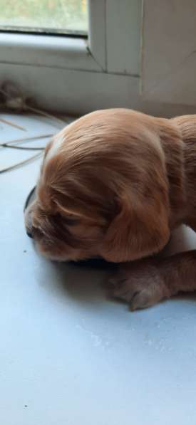 Щенки в фото 9