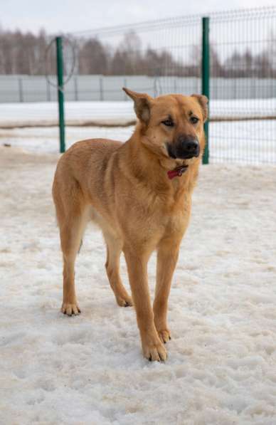 Джемма, радостная собака в Москве