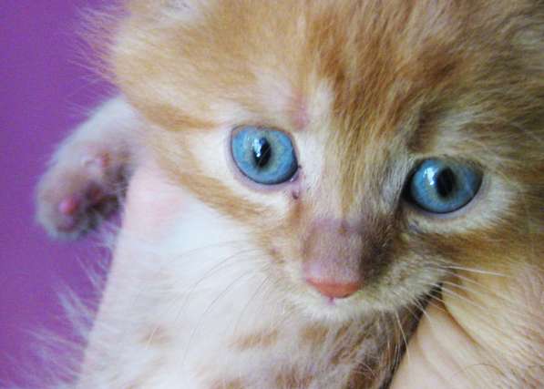 Котята!!! Открыты к резерву в фото 19