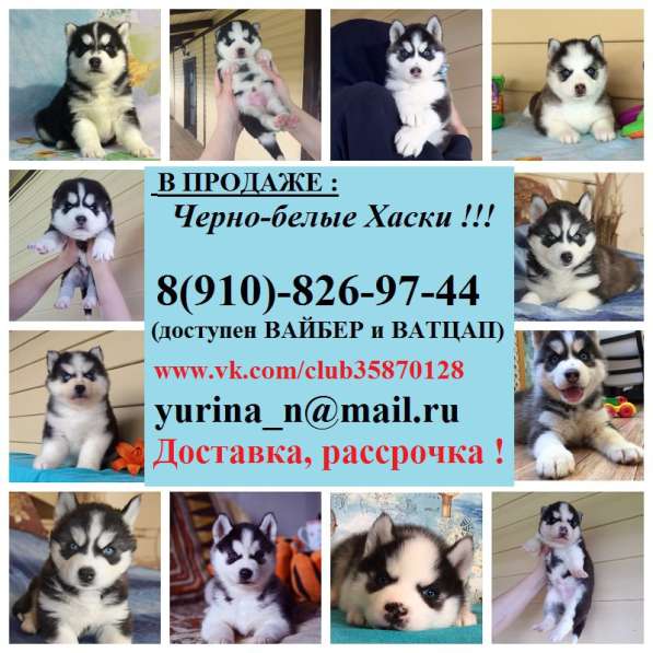 Черно-белые голубоглазые малыши Хаски в Владимире