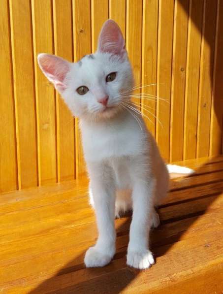 Котенок в добрые руки. Маленький Мейсон в Москве фото 16