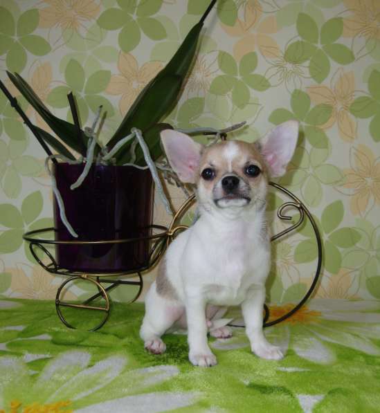 Красавчик чихуахуа в фото 6