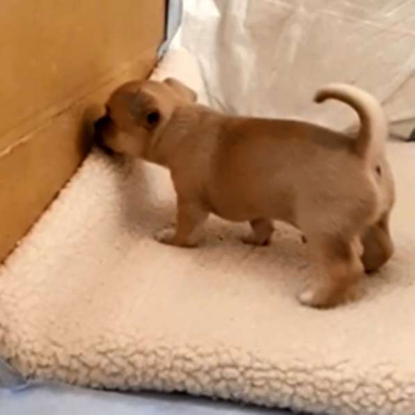 Щенки чихуахуа в Москве фото 22