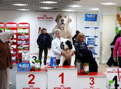 Щенки сенбернара от красивой пары Чемпионов в Новосибирске фото 9